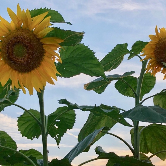 BULK 1000~FRESH Huge 14' MAMMOTH Helianthus Sunflower Seeds All ORGANIC Heirloom - Picture 2 of 4